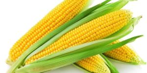 Yellow Maize