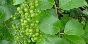 Celastrus Paniculatus