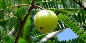 Emblica Officinalis