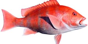 Red Snapper Fish