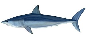 Shark Fish