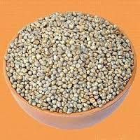 Pearl Millet