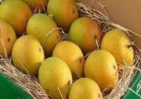 Alphonso Mangoes