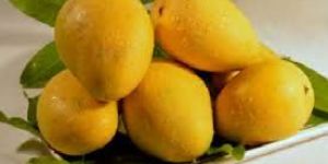 Banginapalli Mangoes