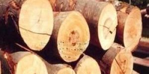 Round Pine Wood