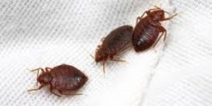 Bed Bugs Control Services