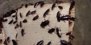 Cockroach Control Services