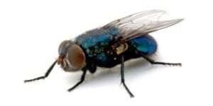 Flies Control