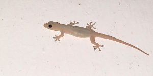 Lizard Control Services