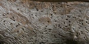 Wood Borer Control Services