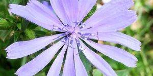 Chicory