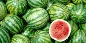 Fresh Watermelon