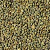 Pearl Millet Seeds