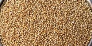 Sorghum Seeds