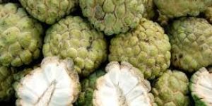 Fresh Custard Apple