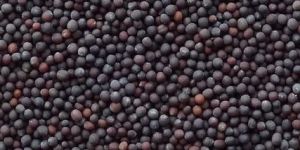 Mustard Seeds