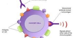 Monoclonal Antibodies