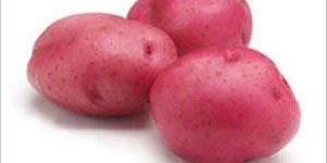 Red Potato