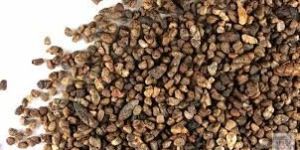 Cardamom Seeds
