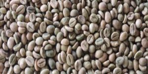 Green Coffee Extract