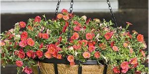 Coir Hanging Basket