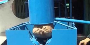 Coconut Paring Machine