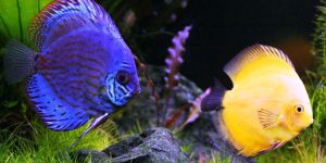 Live Ornamental Fish