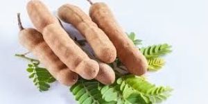 Fresh Tamarind Pods