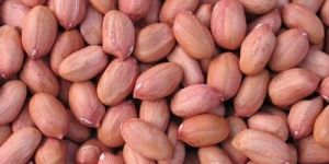 Peanut Kernels