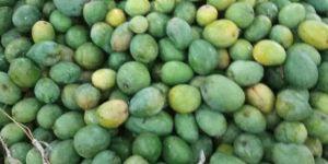 Raw Mango