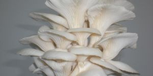 Oyster Mushroom