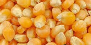 Yellow Maize