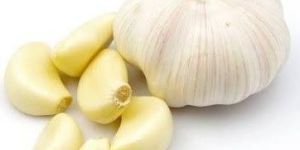 Fresh Garlic