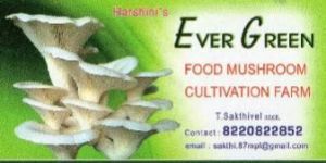 Oyster Mushroom