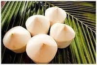 Trimmed Tenter Coconut