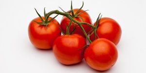 Tomato