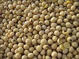Soybean Seeds