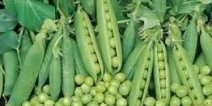 Organic Green Peas