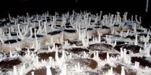 Milky White Mushroom