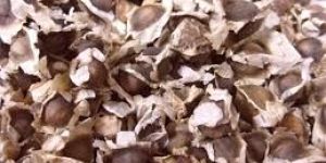 Moringa Seeds