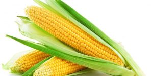 Yellow Maize
