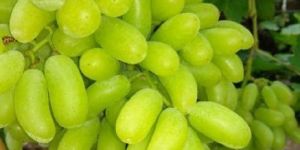 Fresh Grapes