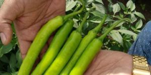 Fresh Green Chilli