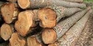Mango Wood Logs