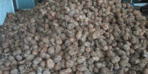 Coconuts Semi Husked