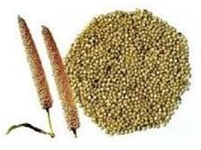 Pearl Millet Seeds