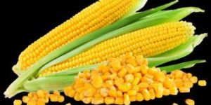 Yellow Corn