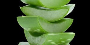 Aloe Vera Leaves