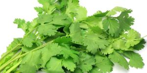 Fresh Coriander Leaves