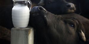 Buffalo Milk